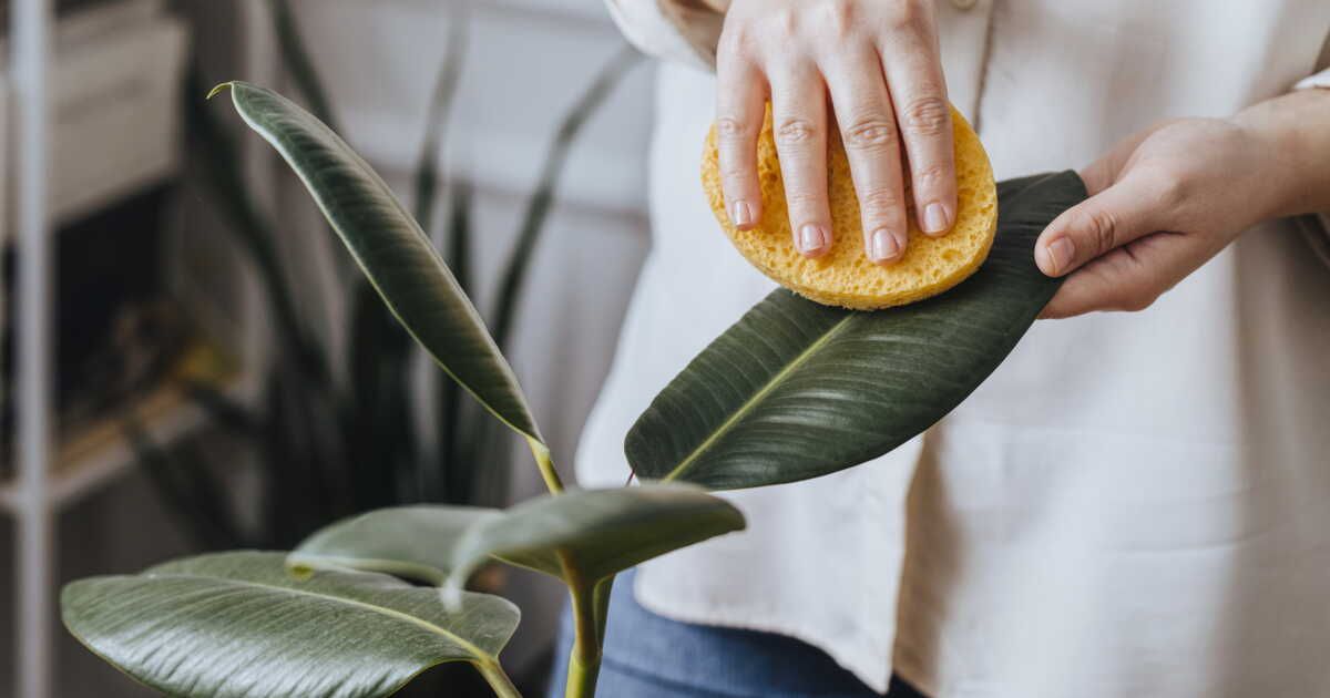 Comment nettoyer et faire briller ses plantes vertes ?