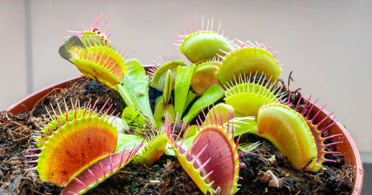 Astuces essentielles pour chouchouter vos plantes carnivores