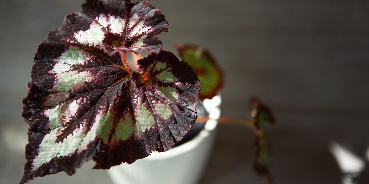 redonnez vie à vos bégonias : quand et comment les bouturer facilement