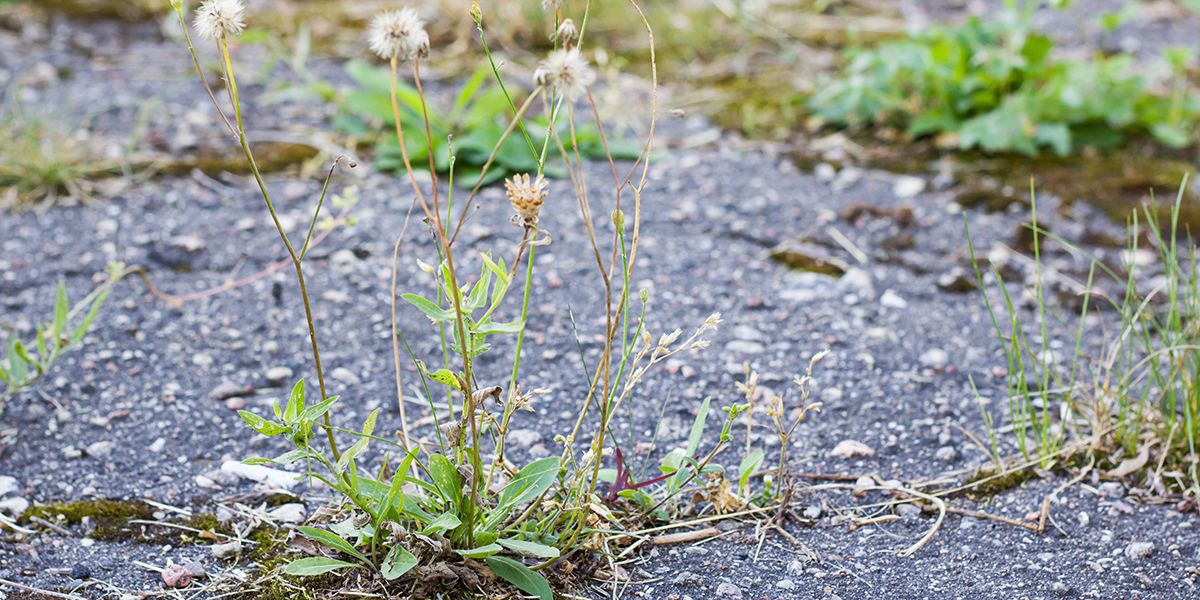 désherber au sel : solution bon marché, dégâts durables pour le jardin