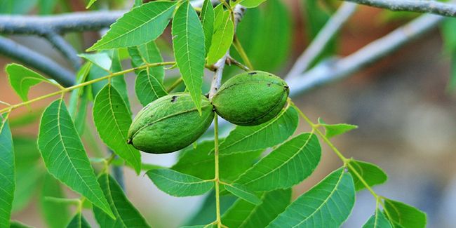 pacanier, l'arbre qui cache la précieuse noix de pécan