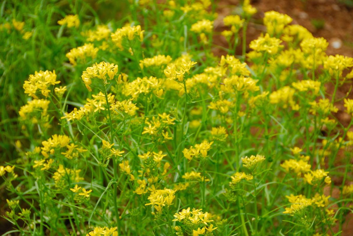 colza : graines, floraison et récolte