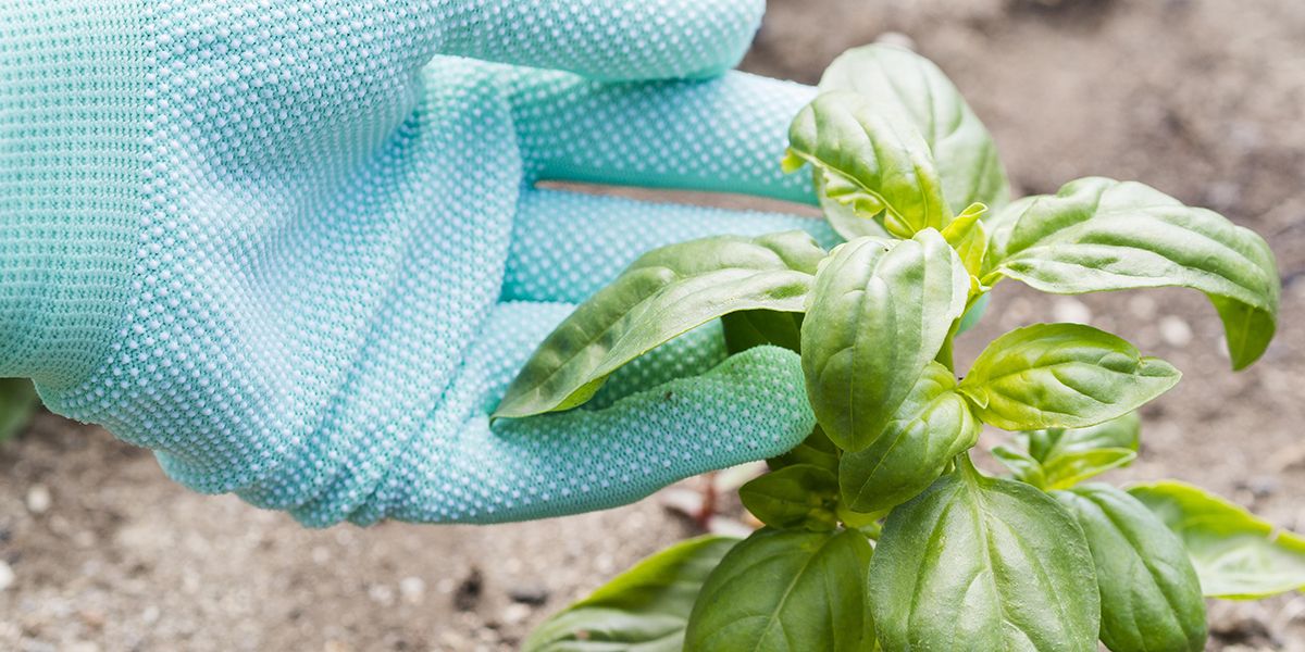 Les secrets d'un basilic luxuriant : 6 erreurs à éviter pour une récolte parfumée