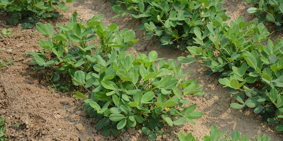 L’arachide, une plante aux multiples trésors