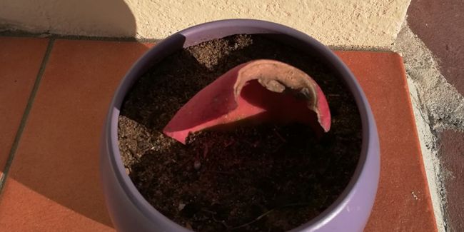 Multiplier vos plantes avec des boutures de feuilles : guide pratique