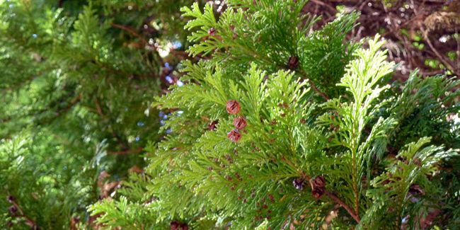 Faux-cyprès (Chamaecyparis lawsoniana), cyprès de Lawson