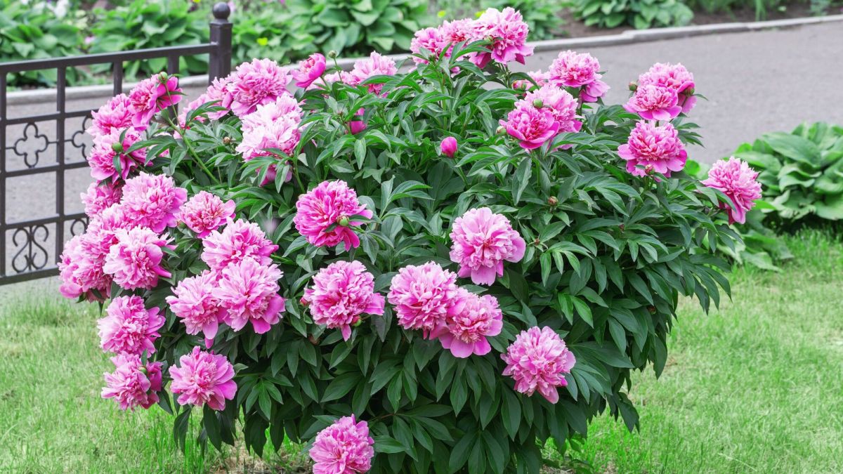 la multiplication des pivoines arbustives : les secrets du marcottage