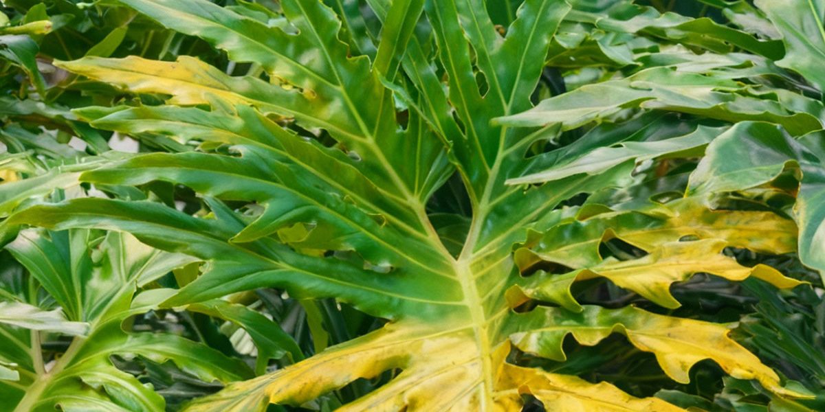 Feuilles jaunes sur votre philodendron : décryptage et solutions