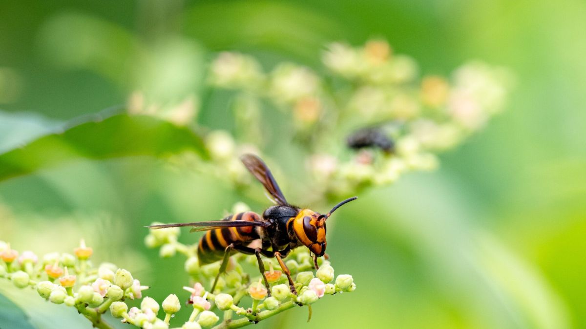 Un piège révolutionnaire pour lutter contre les frelons asiatiques