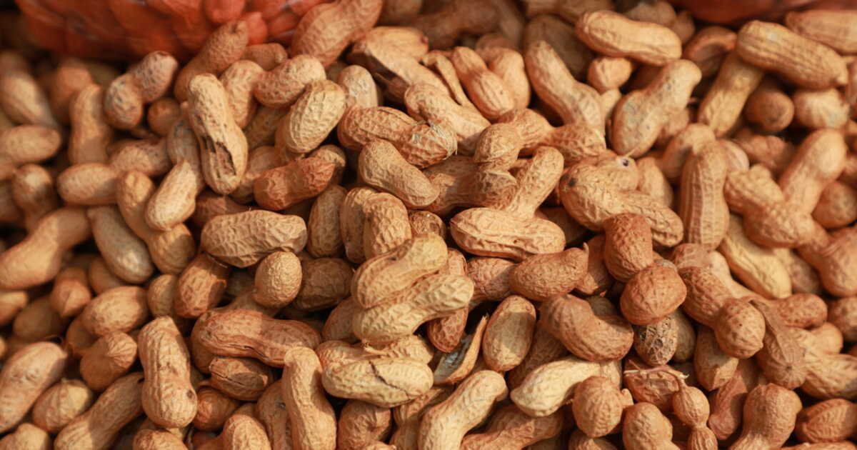 Cultivez vos propres cacahuètes : un délice à portée de main