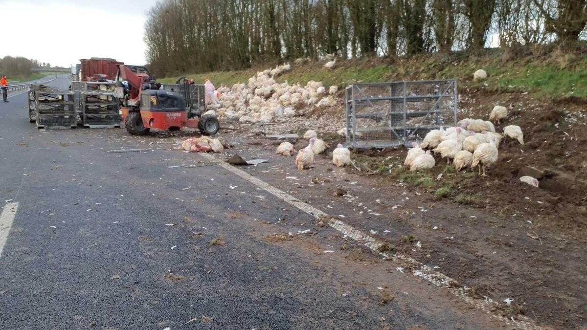 L’association PETA réclame la création d’un mémorial pour des dindes tuées sur l’A84
