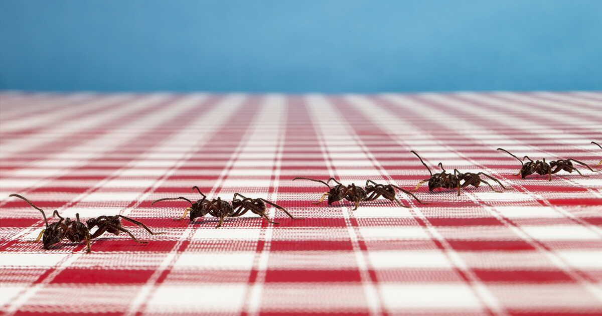 5 solutions écologiques pour éloigner les fourmis de votre maison