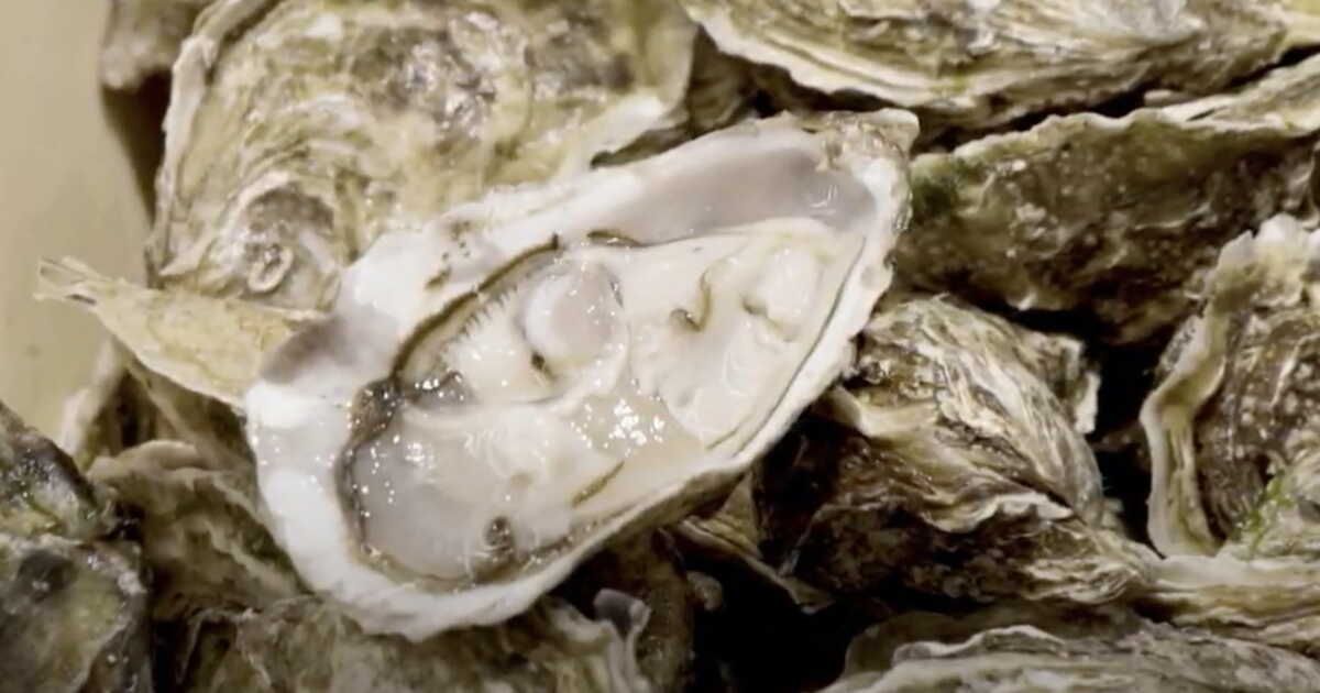 découverte des huîtres d’herbignac, un trésor de loire-atlantique