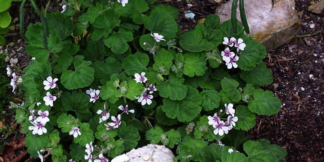 Erodium à fleurs de pélargonium (Erodium pelargoniflorum)