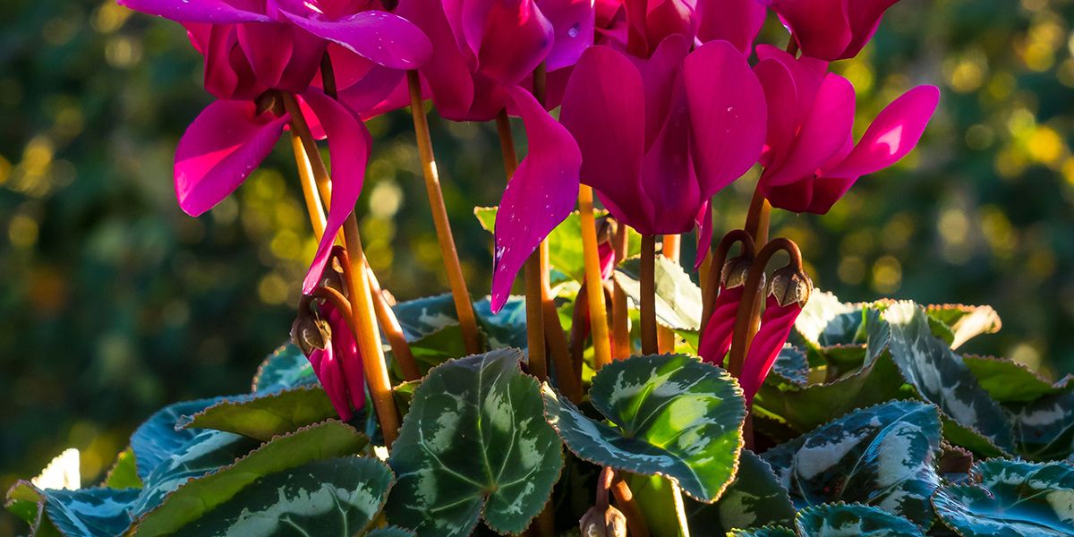 Le cyclamen de Perse ou des fleuristes (Cyclamen persicum)