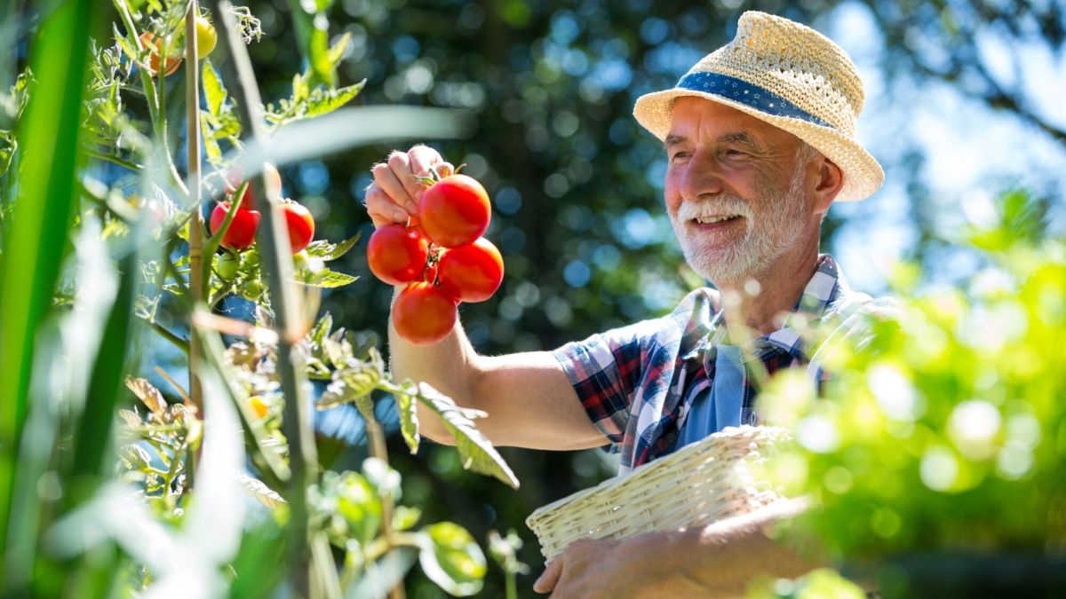 Les secrets d'une culture réussie : azote, potassium et phosphore pour vos légumes