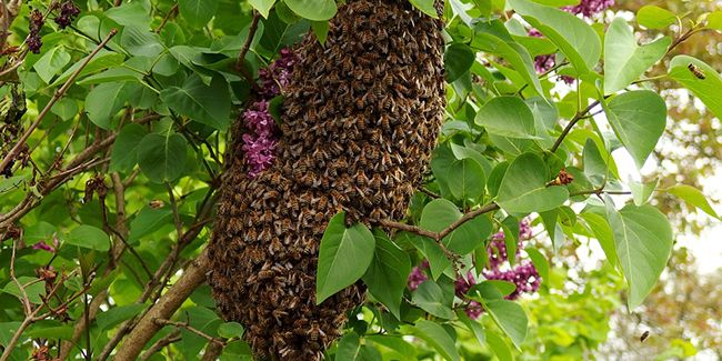 Comment gérer les abeilles et les guêpes dans votre jardin