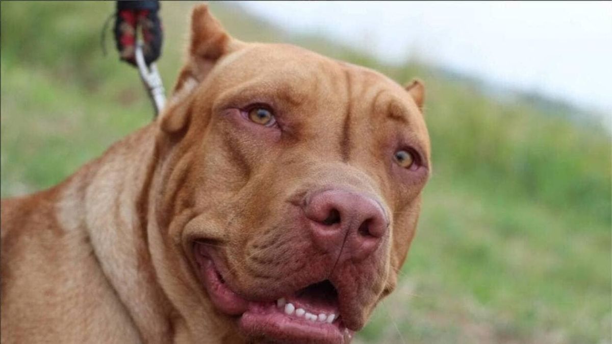 Lorient : les pompiers sauvent quatre chiens d'un feu d'appartement
