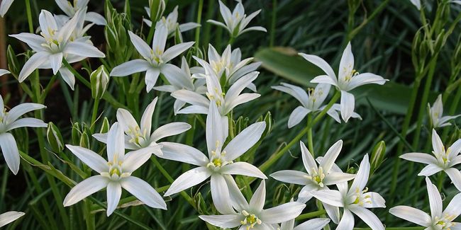 Ornithogale (Ornithogalum pyrenaicum), l'asperge des bois