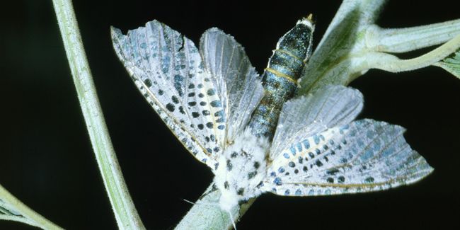 La zeuzère du poirier : guide pratique pour s'en défaire