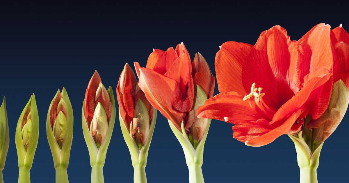 Astuces infaillibles pour faire refleurir votre amaryllis