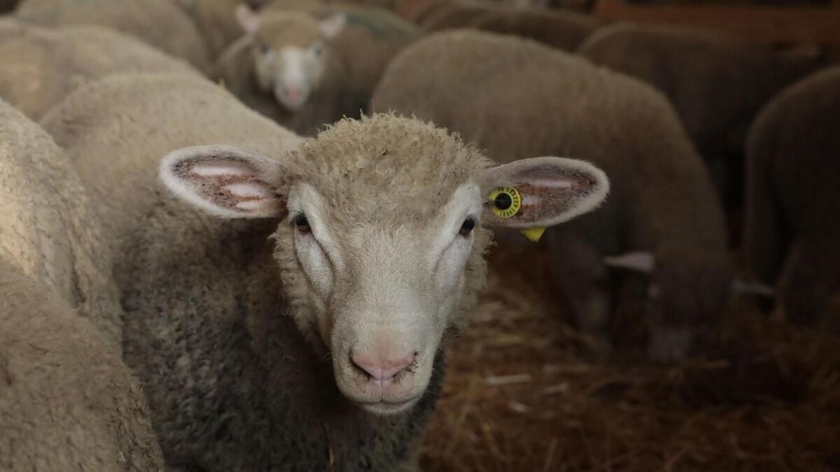 Découverte tragique en Moselle : une quarantaine de moutons retrouvés morts dans un élevage