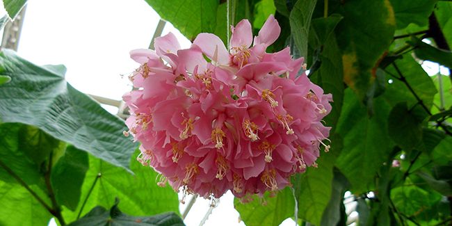le charme délicat de l'arbre à boules roses
