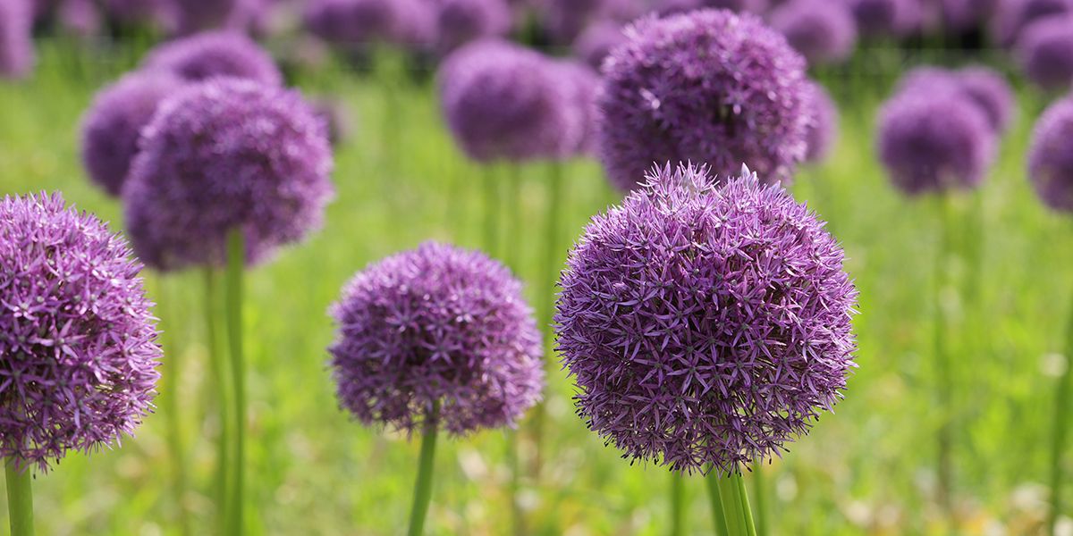 L'ail d'ornement : un régal pour les yeux, pas pour les papilles