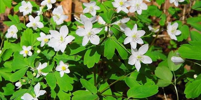 Isopyre faux pigamon : une élégante fleur des sous-bois d'Europe