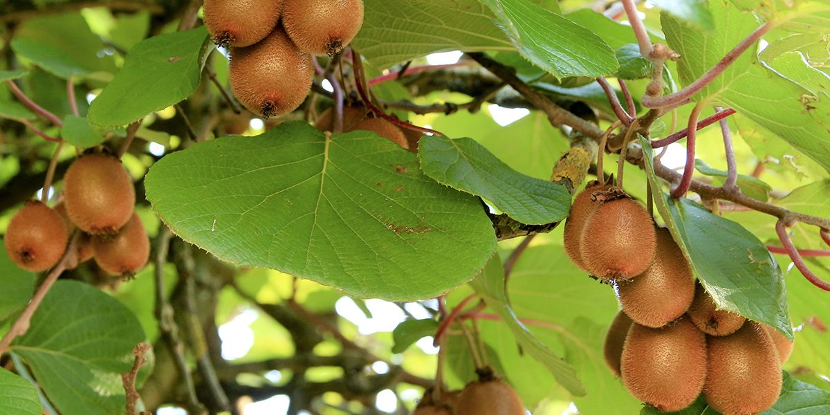 Kiwi (Actinidia deliciosa), la groseille de Chine