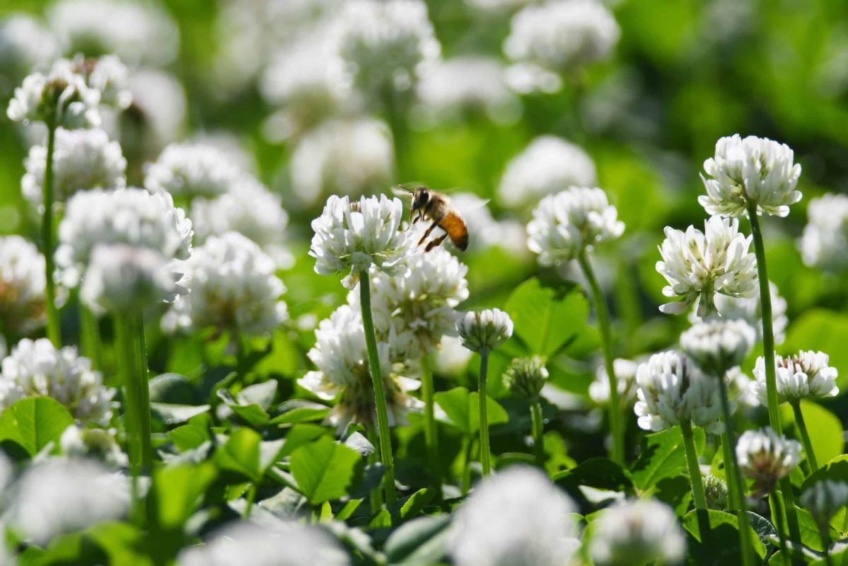 découvrez la fleur de votre jardin au potentiel étonnant