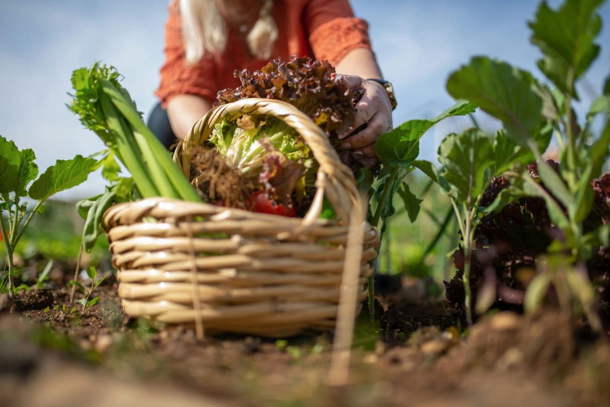 Un potager à l'infini : la méthode pour des légumes toute l'année