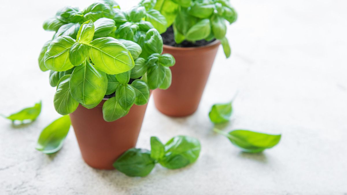 Les secrets pour bien conserver votre basilic en pot