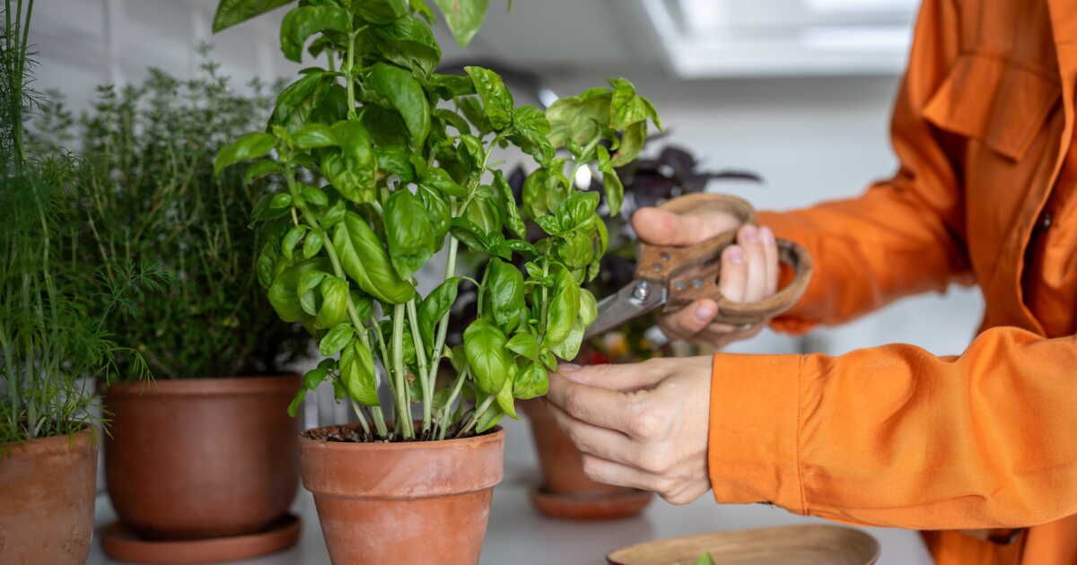 Multipliez votre basilic : la méthode infaillible que chaque jardinier doit connaître