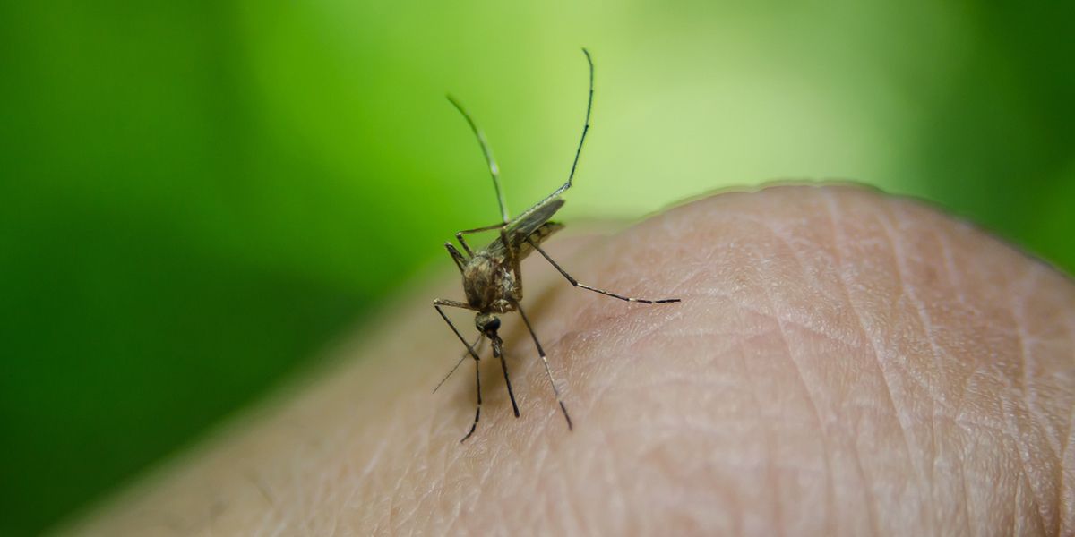 Eloigner les moustiques grâce aux plantes : la solution naturelle