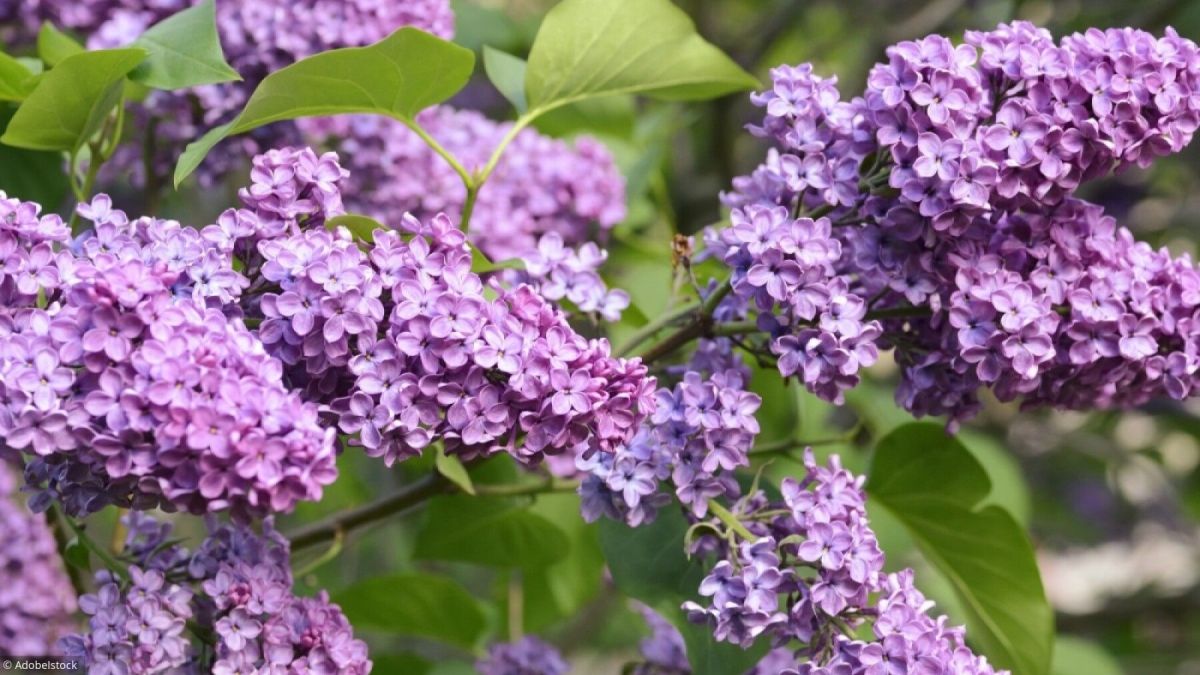 découvrir les secrets pour un lilas éblouissant