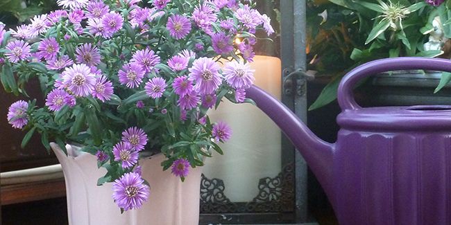 Les asters : un éclat d'automne à planter dans votre jardin