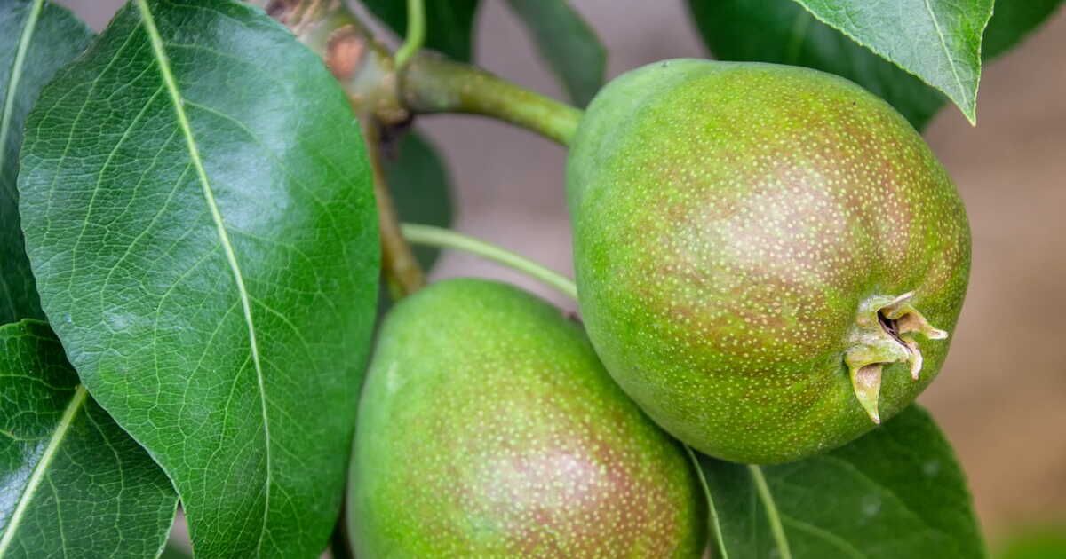 L'art de faire mûrir des poires : conseils et astuces