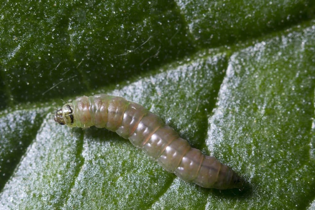 Un parasite invisible menace vos tomates : apprenez à le détecter