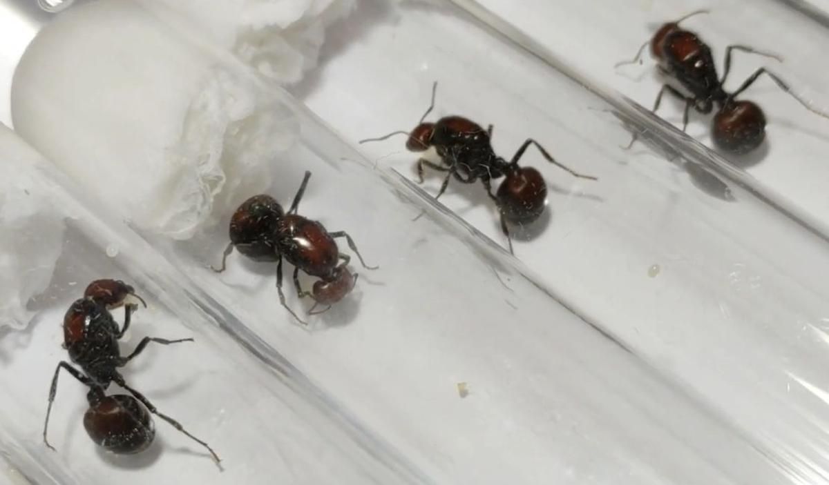 Un réseau de contrebande de fourmis démantelé au Kenya