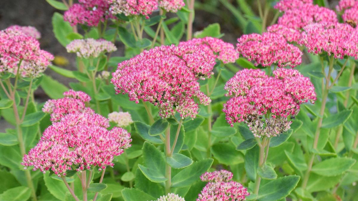 Voici comment faire fleurir des sedums et les multiplier