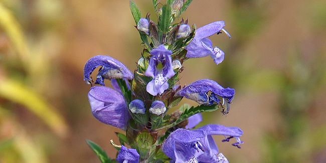 la mélisse de Moldavie (Dracocephalum moldavica), thé des jardins