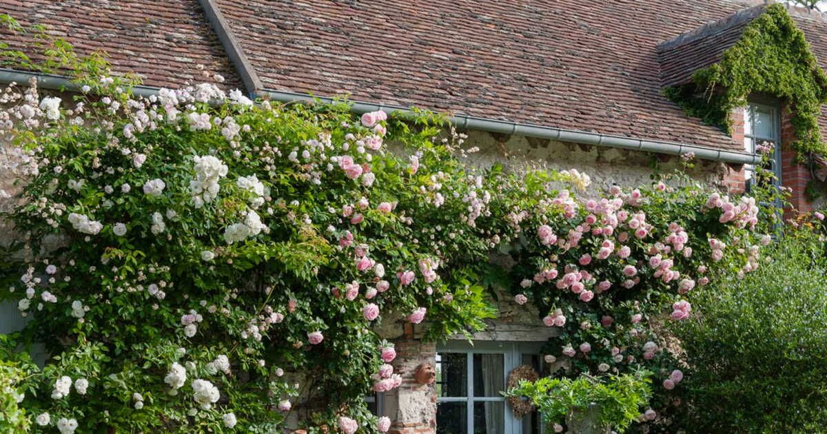 Transformez votre jardin en un havre de parfums estivaux