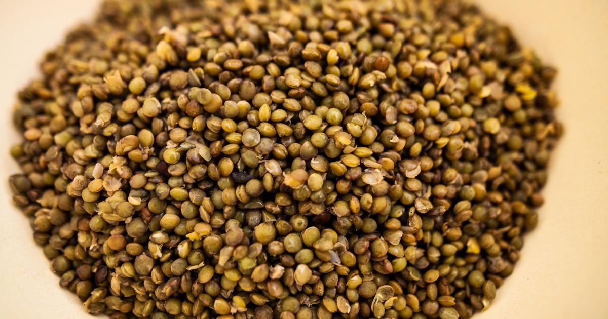 Maîtriser la cuisson des lentilles vertes pour une cuisine savoureuse