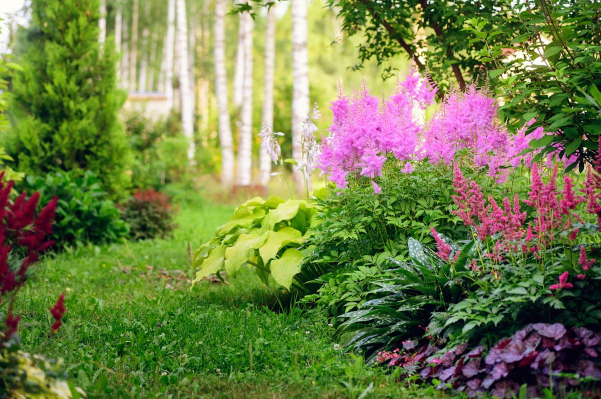 une touche de magie au jardin : l'astilbe fait son entrée