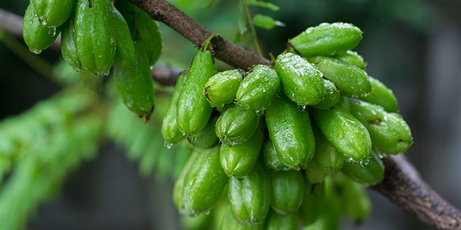 Bilimbi (Averrhoa bilimbi), l'arbre à cornichons tropical