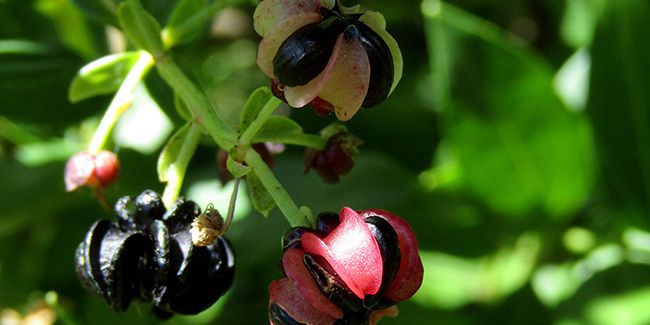 découverte de la corroyère à feuilles de myrte (Coriaria myrtifolia)