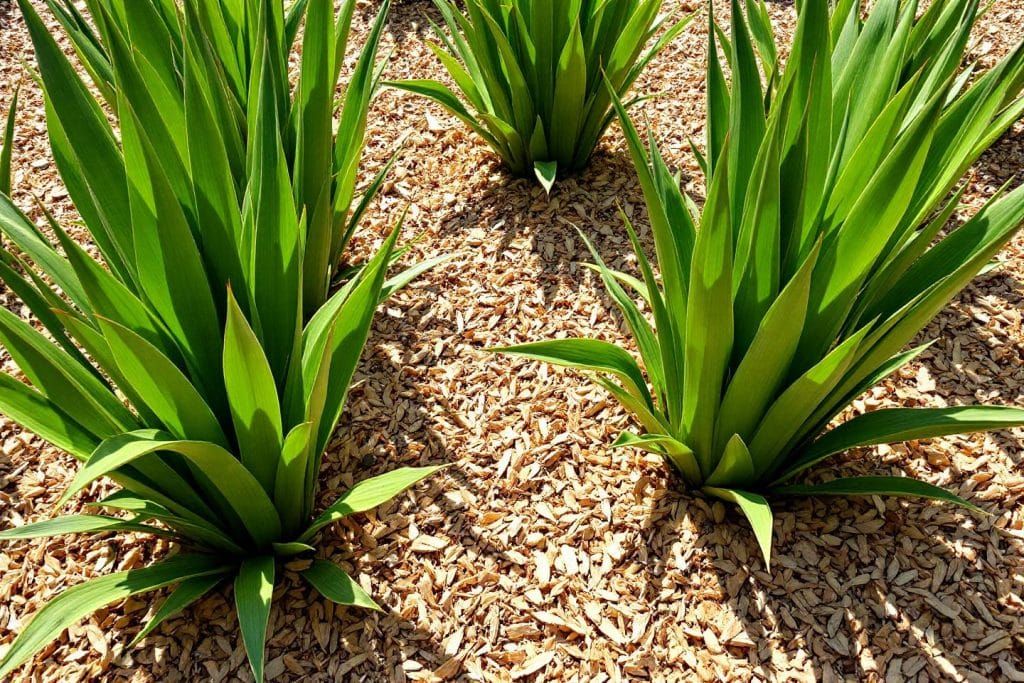 Un jardin resplendissant en plein été : le geste miracle pour vos plantes