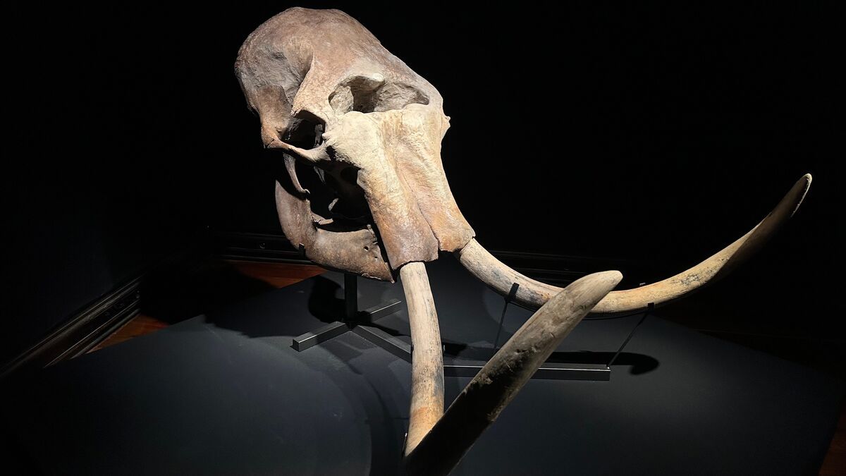 Deux californiens en visite stoppent une défense de mammouth vieille de 10 000 ans