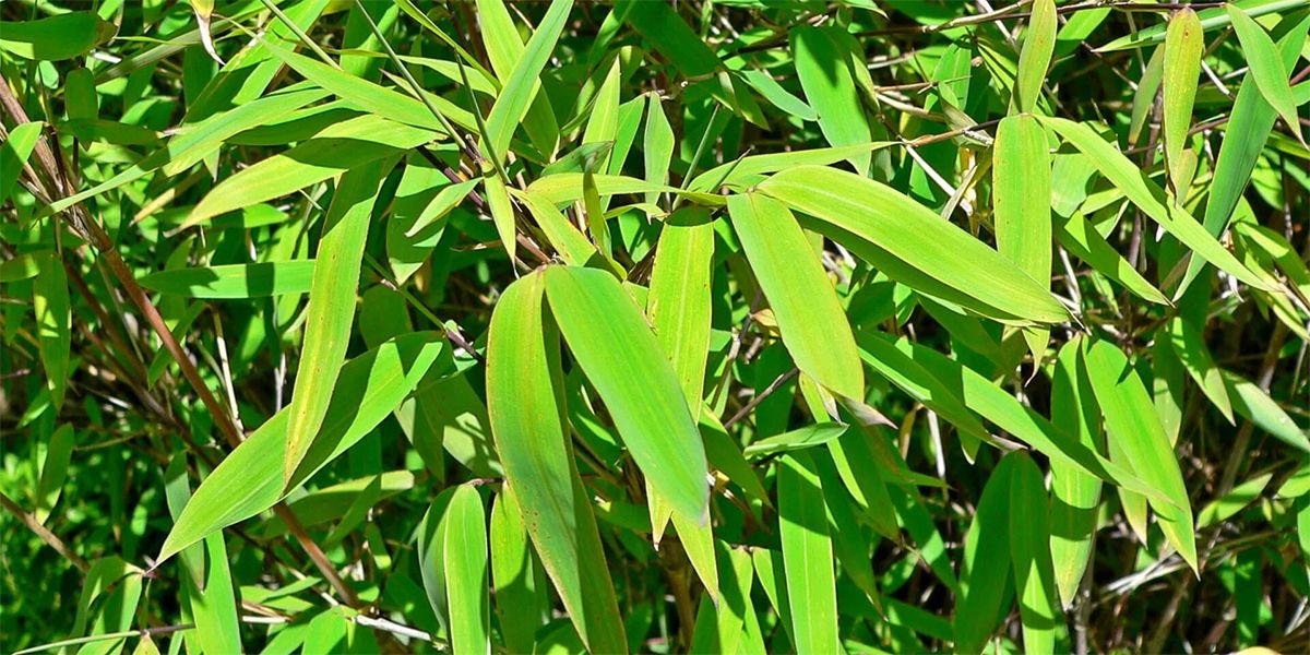 Découvrez le bambou Fargesia : une beauté non traçante pour votre jardin